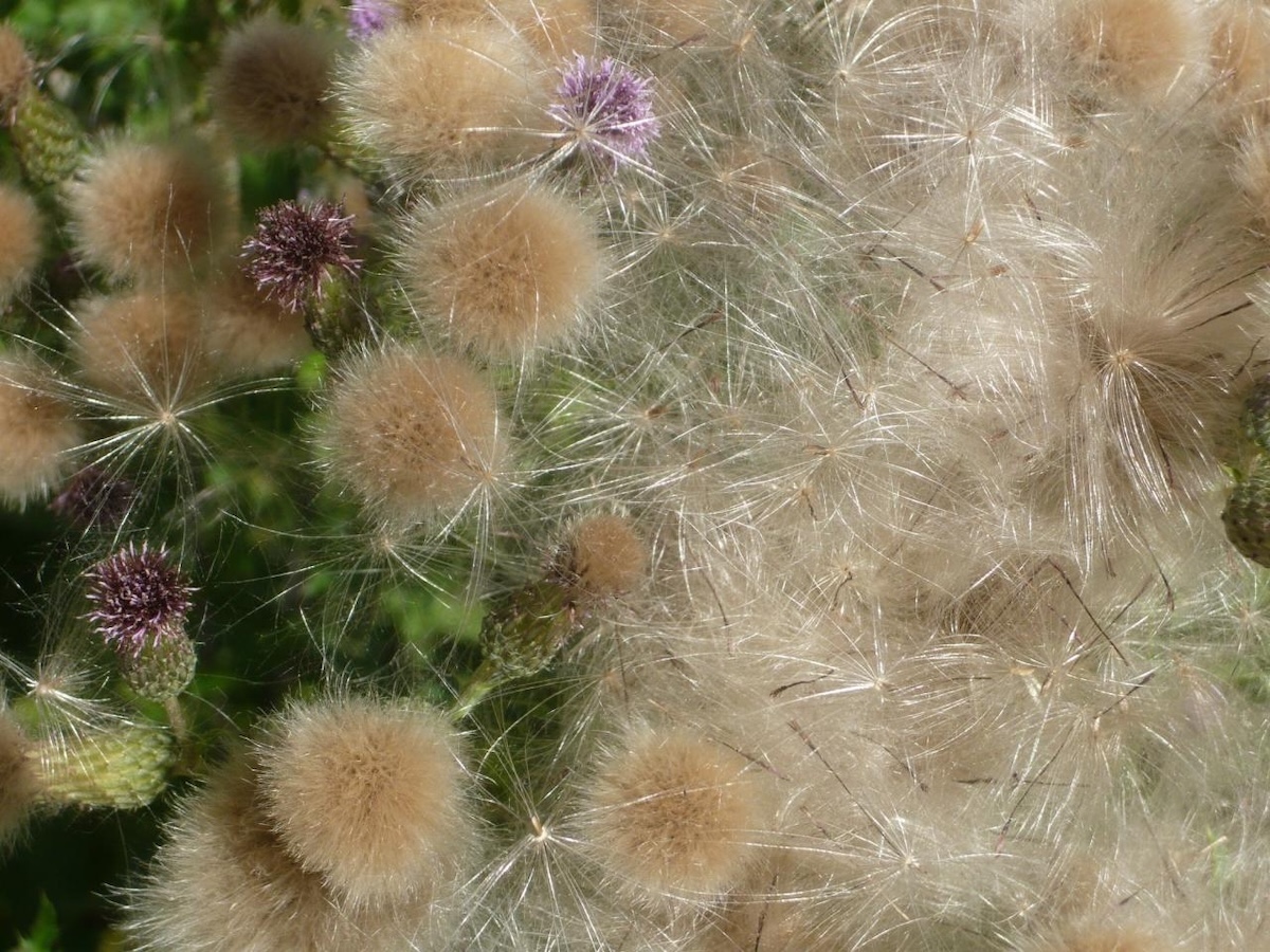 Radia Episode 1080 Cyborg Lullaby by Gwen Sainte-Rose (Radio Campus Bruxelles)